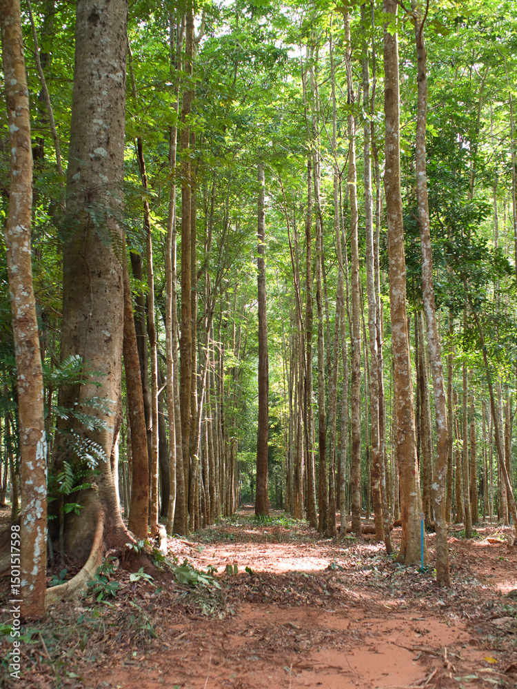 Obraz premium Agarwood tree in the plant,Perfume industry