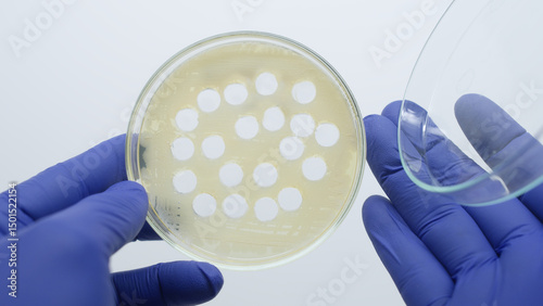 Petri dish with holes in agar on white background, scientist holding petri dish in hands.