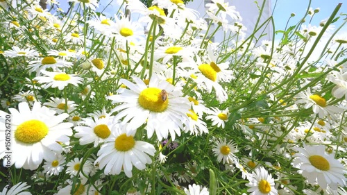 Little Daisy Bush in bloom during Summer at Daytime