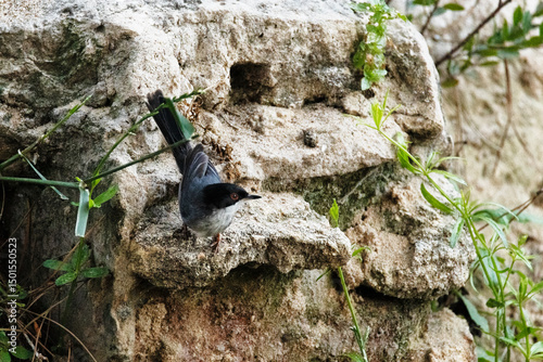 Currucas cabecinegra (Sylvia melanocephala) posada en la piedra