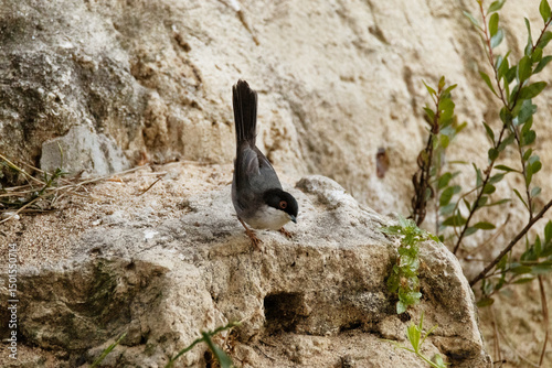 Bajando por la piedra una hermosa Currucas cabecinegra (Sylvia melanocephala)