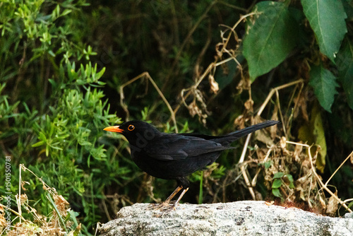 Adornando el paisaje con su presencia un Mirlo común (Turdus merula)