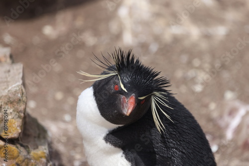 Rockhopper Penguin on Falkland Islands photo