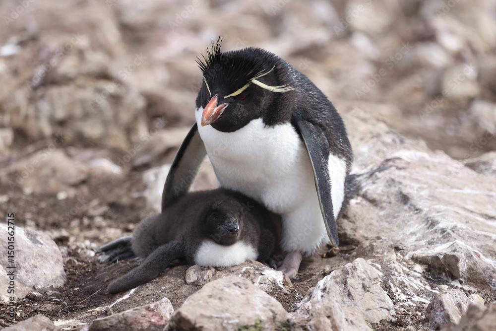 Fototapeta premium Rockhopper Penguin on Falkland Islands