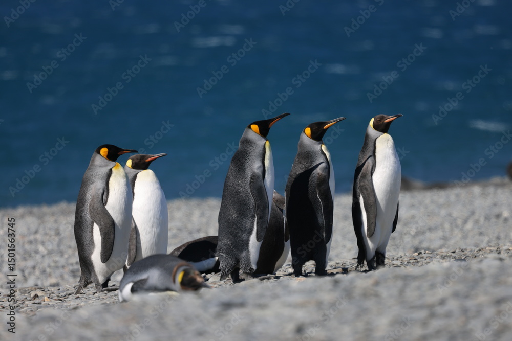 Fototapeta premium King Penguins in South Georgia