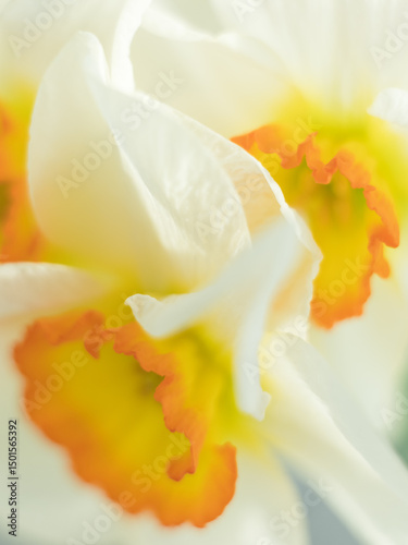 abstract macro view to petals of narcissus in soft focus and high key technology