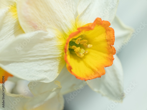 close up view to petals of narcissus with copy space