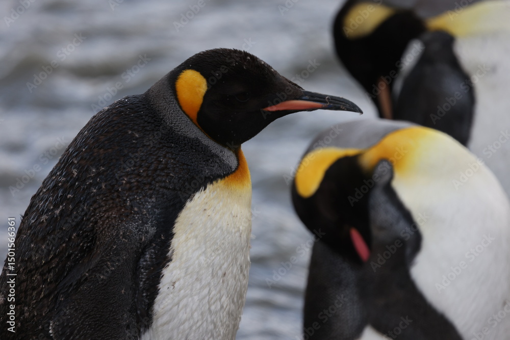 Fototapeta premium King Penguins in South Georgia