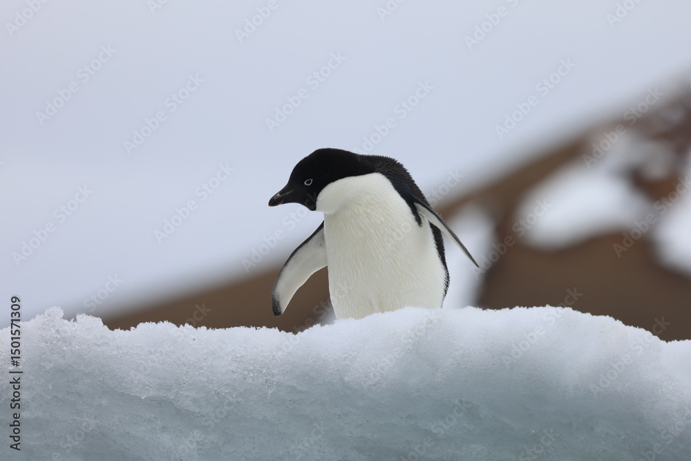 Obraz premium Adelie Penguin on ice float