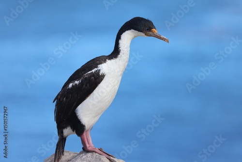 Blue Eyed Shag / Blue Eyed Cormorant