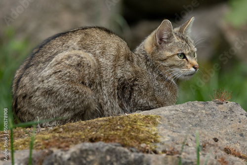 Photography Portrait of an adult female European Wild Cat (Felis silvestris)