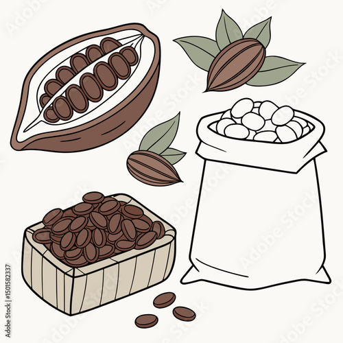 Cocoa beans illustration isolated on white background
