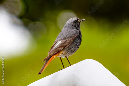 Black redstart perched on railing with blurred green background