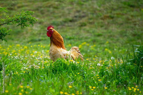 rooster in the grass