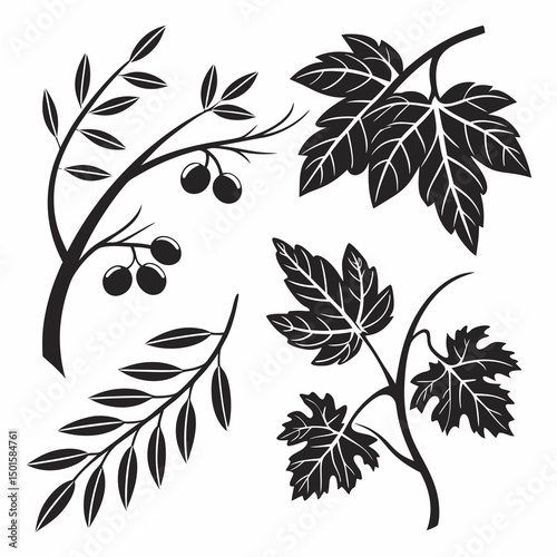 Elegant black and white botanical illustrations leaves berries branches