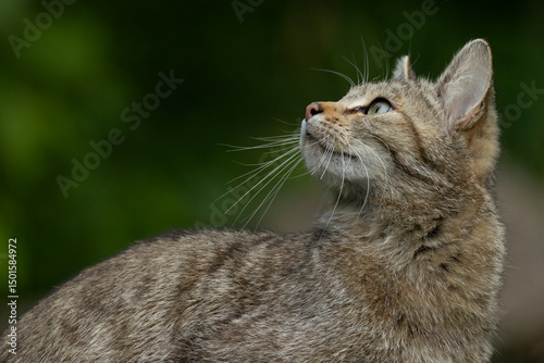 Portrait of a female european wild cat (felis silvestris)