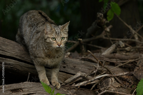 European Wild Cat (Felis silvestris) walking carefully over trunks and branches on the ground coming out of the darf forest