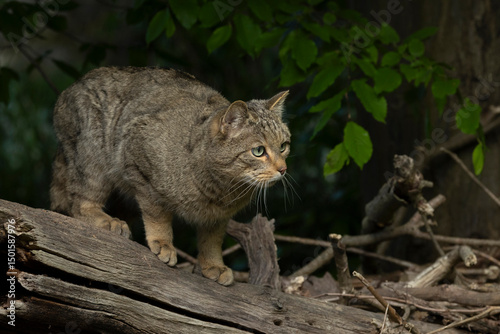 Photography European Wild Cat (Felis silvestris) walking carefully over trunks and branches