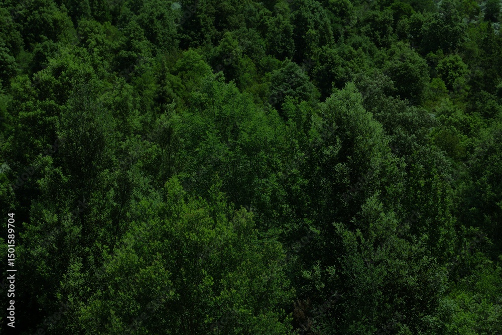 Obraz premium Dark forest background in Sardinia