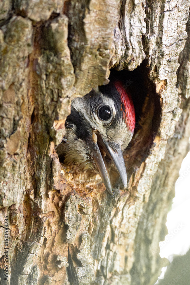 Obraz premium curious baby woodpecker peeks out from its tree hollow, discovering the world beyond for the first time.