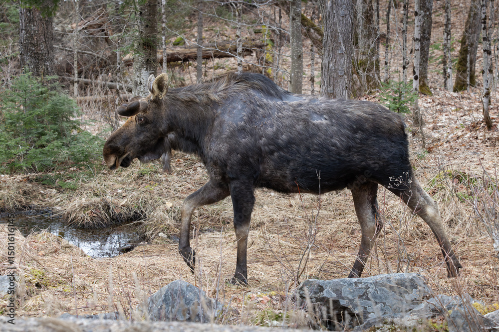 Fototapeta premium Side view of bull moose Alces alces walking through woods in early spring showing hair loss on shoulders and back from winter ticks in Algonquin Provincial Park Ontario Canada