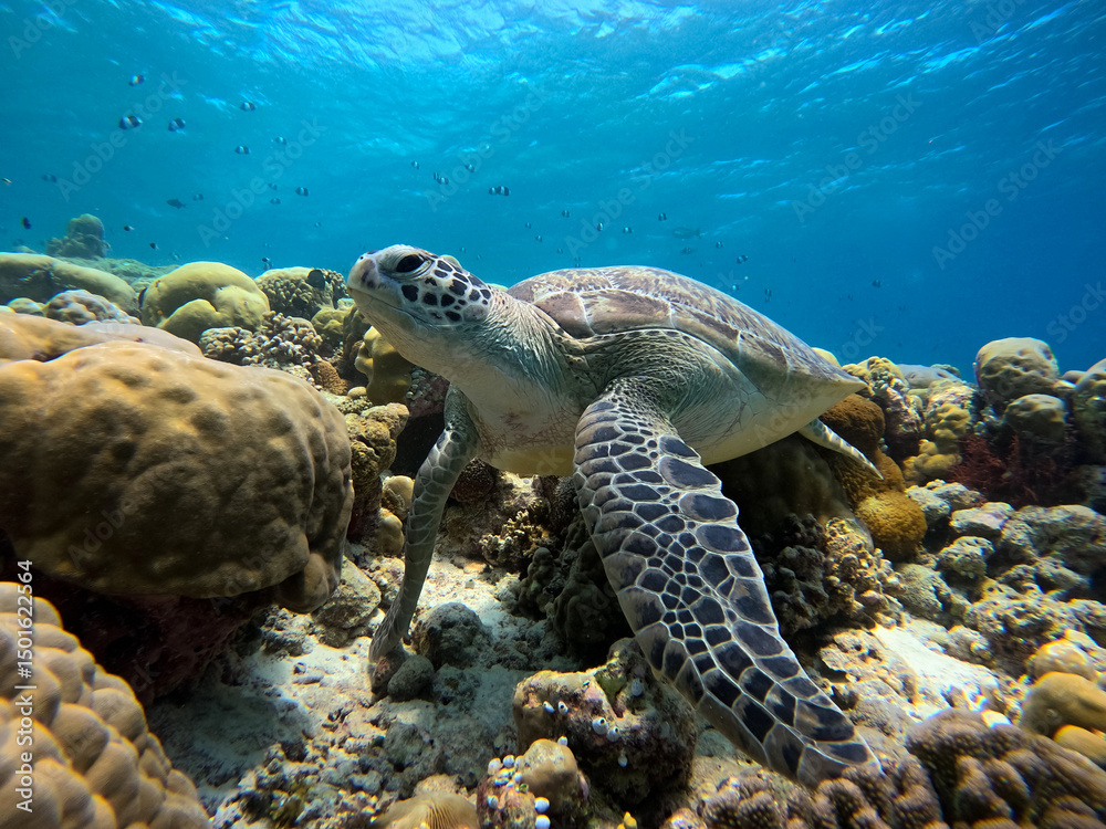 Obraz premium A green sea turtle swims among vibrant coral reefs. The clear blue ocean water enhances the beauty of this underwater ecosystem during daylight hours.