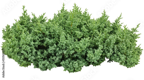 Green Bush with Detailed Foliage Isolated on a PNG Transparent Background