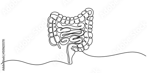 Continuous line drawing of human colon. Single line illustration of human colon organ. Human anatomy concept. Editable outline, Human intestine, conceptual illustration
