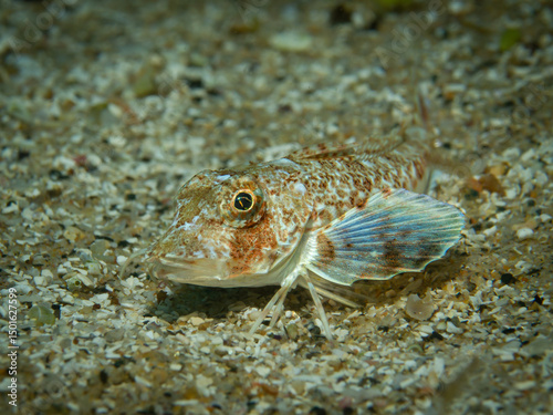 Fényképezés Knurrhahn auf Sandboden