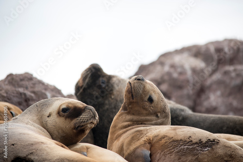 sea ​​lion in the Puerto Deseado colony