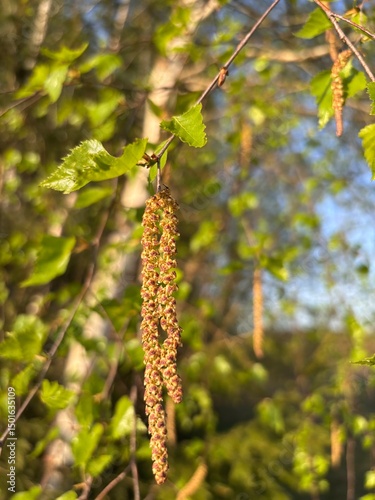 Fototapeta Naklejka Na Ścianę i Meble -  yellow birch leaves