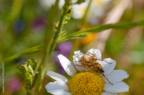 Close up of a spider resting on a daisy in a colorful wildflower meadow during daylight hours