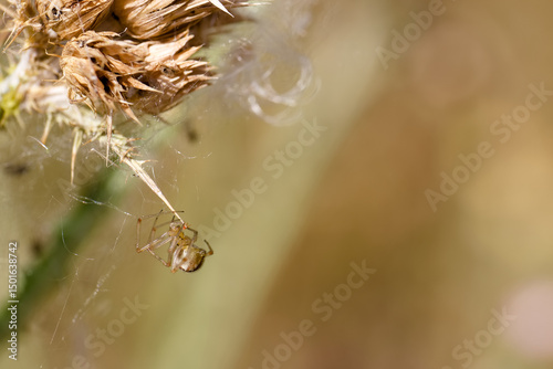 Tiny spider weaving a delicate web on a dried flower stem in a sunny garden during late afternoon hours