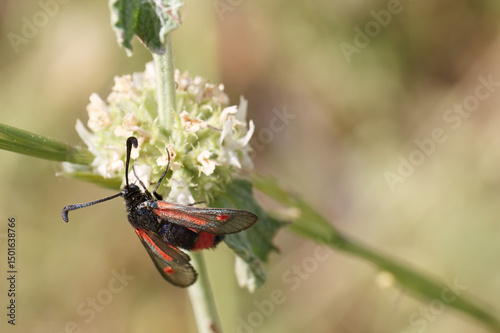 Vibrant black and red moth perched on a flower in a sunlit meadow during a warm afternoon