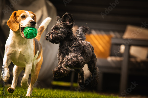 Wallpaper Mural There are two dogs joyfully playing together with a green ball in the grass Torontodigital.ca
