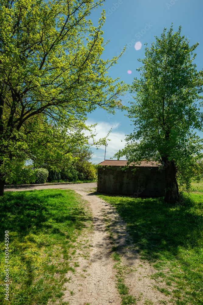 Obraz premium Small Rustic Building Under Sunlit Tree Branches