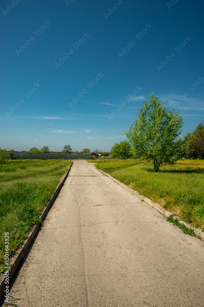 Obraz premium Concrete Path Through Green Field with Solitary Tree