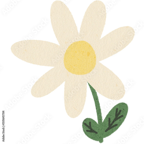 yellow flower isolated on white background