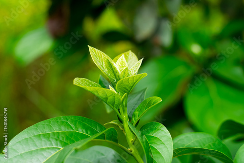 Leaves of avocado tree