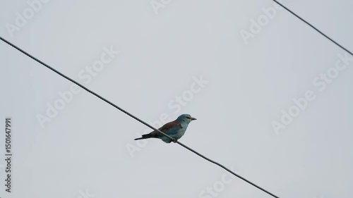 bird Common Roller or Raksha sits on wires