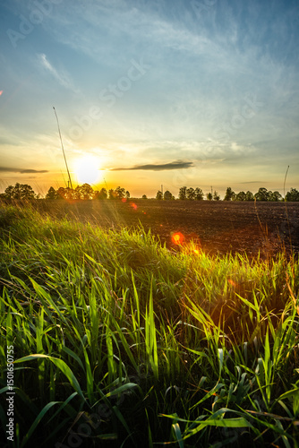 Sunlit Green Field with Natural Pathway and Serene Horizon