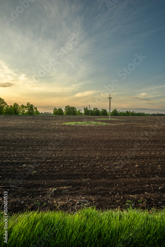 Idyllic Rural Scene with a Long Road and Distant Trees at Sunset