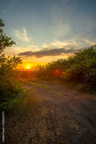 Pathway Through Lush Greenery Bathed in Sunset Light