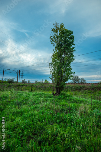 Solitary Tree in a Lush Green Meadow with Distant Power Lines