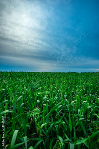 Endless Field of Young Green Crops Beneath a Textured Sky
