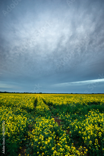 Field of Bright Yellow Canola Flowers with Tire Tracks Under Cloudy Sky