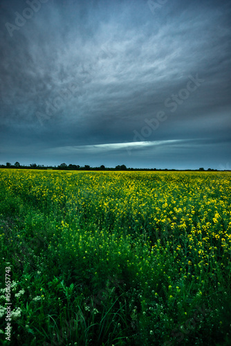 Vibrant Yellow Rapeseed Field Leading to the Horizon Under a Moody Sky