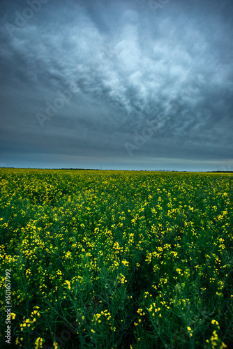 Golden Rapeseed Flowers Stretching Under a Broad, Cloudy Horizon