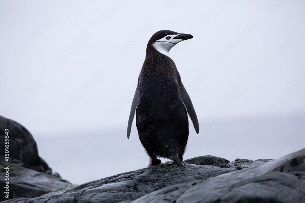 Obraz premium Portrait of a chinstrap penguin on the Antarctic Peninsula of Antarctica 