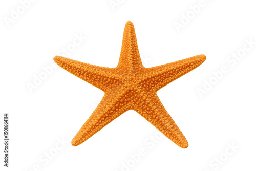 starfish isolated on transparent background. High resolution marine animal for graphic design, ocean-themed projects, or educational user, transparent, clipping path